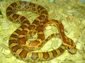 Corn snake coiled in vivarium