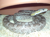 Anery corn snake coiled up in vivarium.