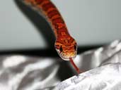 Carolina Corn Snake flicking tongue