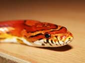 Carolina Corn snake head shot