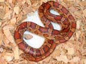 Carolina Corn snake coiled in substrate