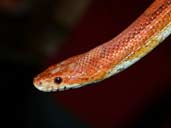 Corn Snake cross with a Rat Snake