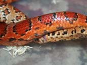 Corn snakes copulating