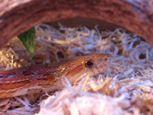 Corn snake face up close.