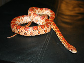 Corn snake cornelius outside the vivarium