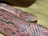 Corn Snake preparing for a shed