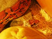 Corn Snake shedding skin- the head section is worked free