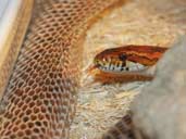 Corn Snake Shedding it's skin