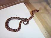 Hatching Carolina Corn snake