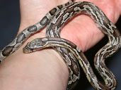 Anery Corn Snake