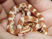 Amel Corn Snake