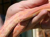 Amel Corn Snake in blue/going into shed