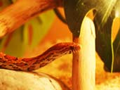 Carolina Corn snake in vivarium