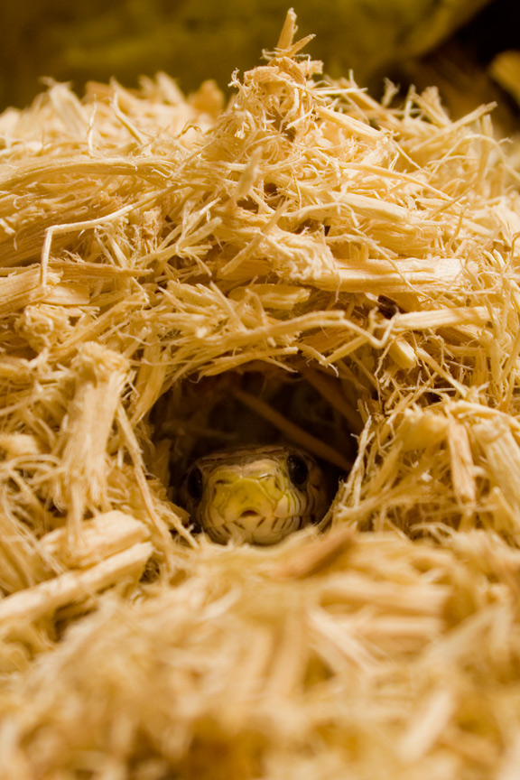 Corn snake burrowing in aspen substrate
