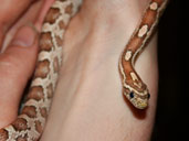 Casper the Corn Snake being Handled by his ower