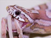 Ghost corn snake eating