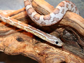 Ghost Corn Snake climbing on a log