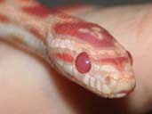 Corn snake being handled