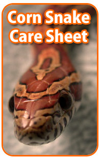 Corn Snake Care Sheet