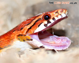 The Corn Snake.co.uk Desktop Wallpaper download