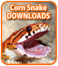 Corn Snake Downloads