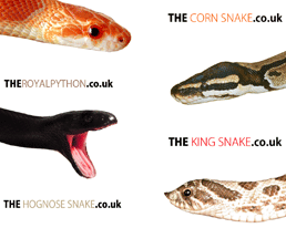 The Corn Snake, The King Snake, The Royal Python, The Hognose Snake, Downloadable desktop wallpaper