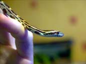 Hatchling corn snake