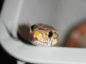 Ghost corn snake flicking tongue