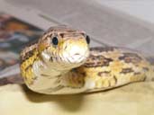 Ghost Corn snake 