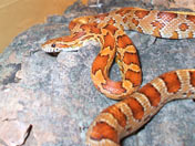 Corn snake coiled on hide