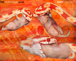 The Corn Snake.co.uk Desktop Wallpaper download