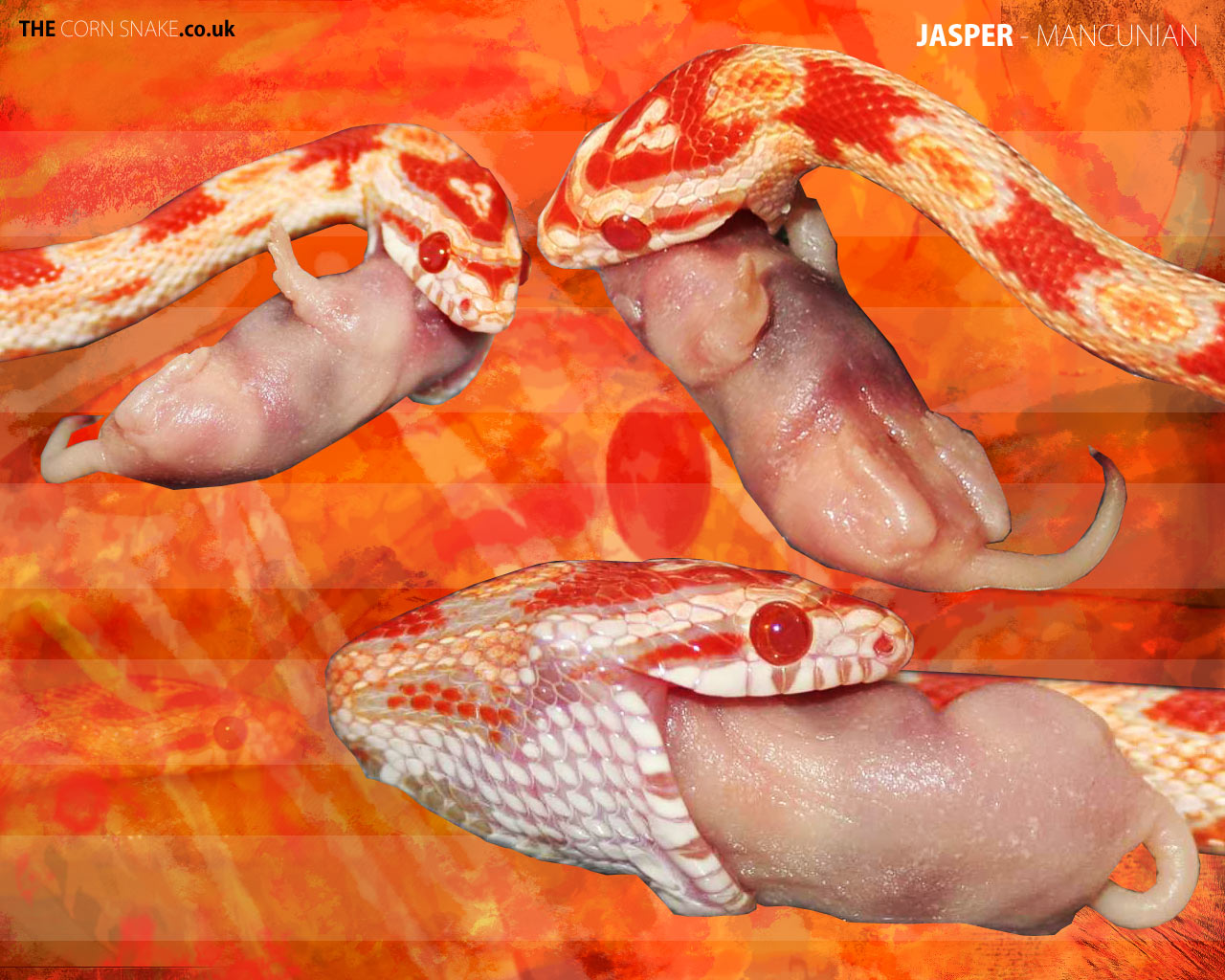 The Corn Snake.co.uk - Corn Snake Downloads, Desktop Wallpaper