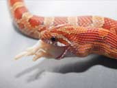 Corn snake eating a mouse.