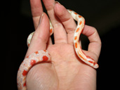 Hatchling Corn Snake being Handled.