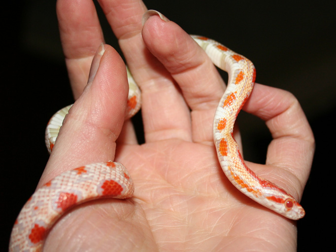 Corn Snake Eyes