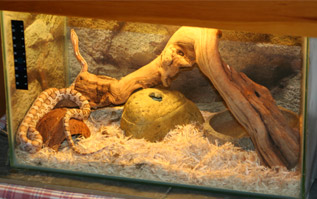 Vivarium set up for a yearling corn snake