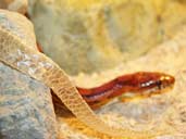 Shed skin on Corn Snake close up