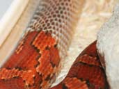 Corn Snake Shed skin uncoiling