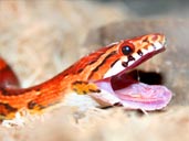 Corn snake yawning