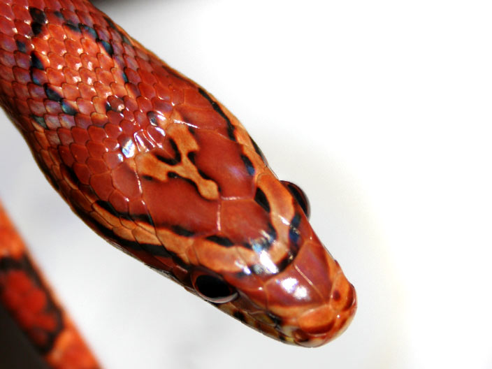 corn snake hybrid