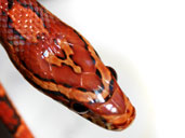 Sid the Corn Snake - Head photograph - Close up