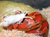 Corn snake constricting prey