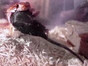 Sid The Corn Snake eating a mouse