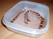 Corn snake in feeding tub