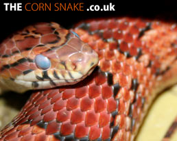 The Corn Snake.co.uk Desktop Wallpaper dowload