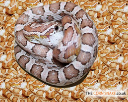 The Corn Snake.co.uk Desktop Wallpaper download