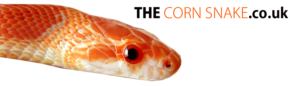 Welcome to THECORNSNAKE.co.uk