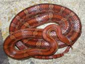 Adult Corn Snake Coiled