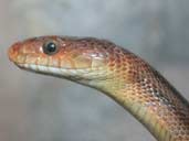 Unusual corn snake head shot